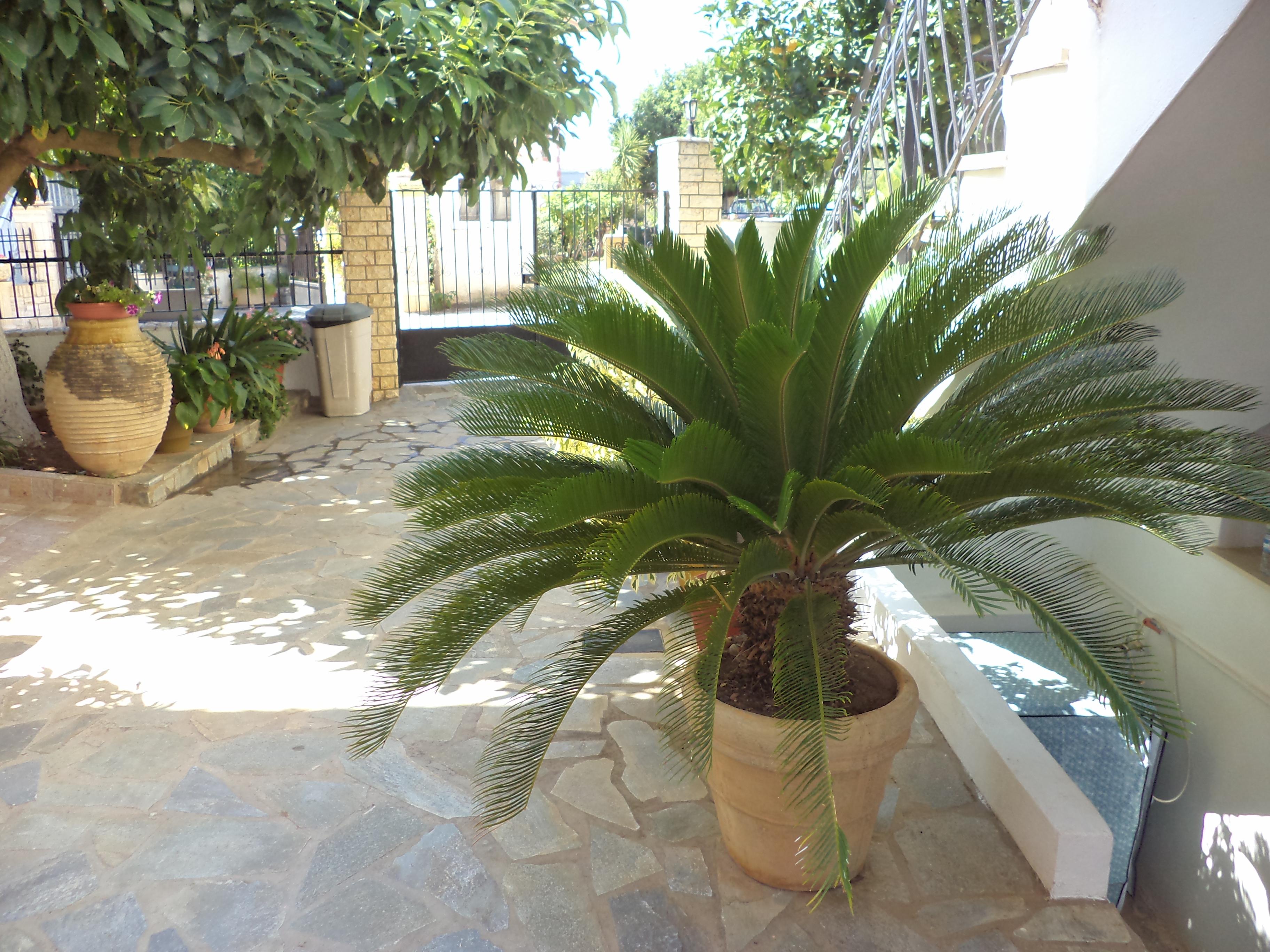 Dionysios Studios Skala  Экстерьер фото
